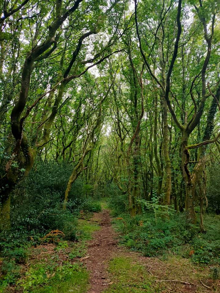 Creepy forests